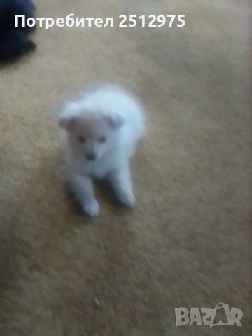 Продавам померан момиче , снимка 2 - Померан - 54337021