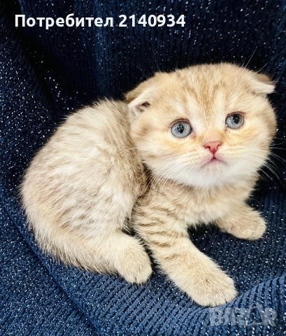 Шотландски клепоухи котенца – златна чинчила. Scottish fold, снимка 12 - Чинчили - 52931535