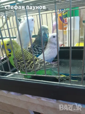 Папагалчета, снимка 6 - Папагали - 47287954