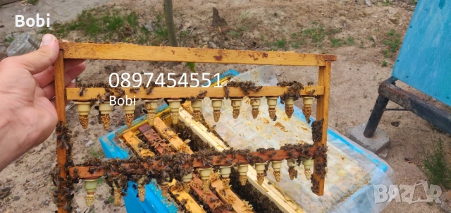 Малки Пчелни Семейства Отводки, снимка 4 - За пчели - 54058330