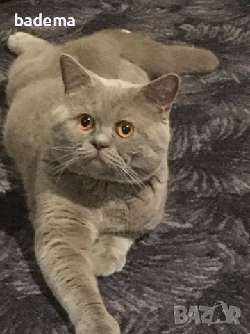 Британски котарак за разплод, снимка 6 - Британска късокосместа - 38538796