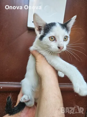 Подарвам котенца, снимка 2 - Други - 56220325