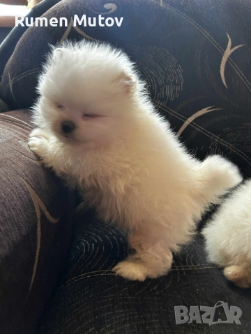 Померан , снимка 4 - Померан - 53203646