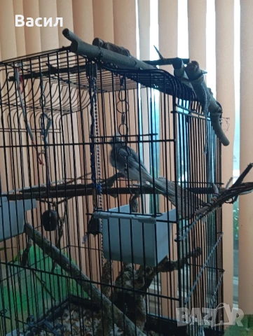 продавам мъжка корела, снимка 5 - Папагали - 51025524