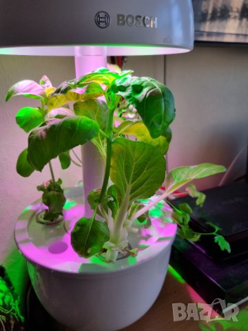 Bosch SmartGrow 3 - домашно градинарство, снимка 2 - Други - 44334800