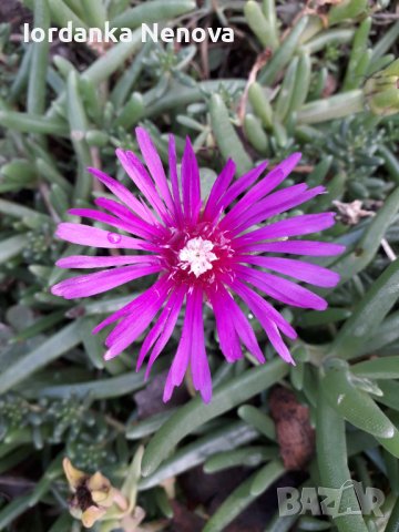 Делосперма , снимка 2 - Градински цветя и растения - 40755920