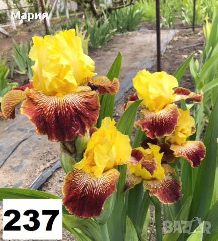 Сортови вискоки ириси /брадати ириси, снимка 8 - Градински цветя и растения - 51459299