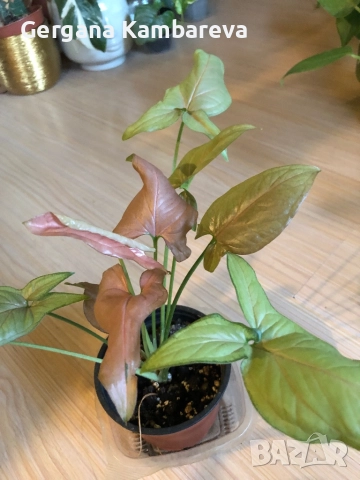 Syngonium Regina Red 