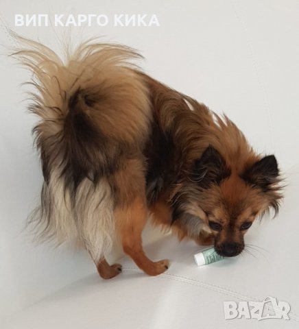 Мъжки мини шпиц, търси привлекателна дама 