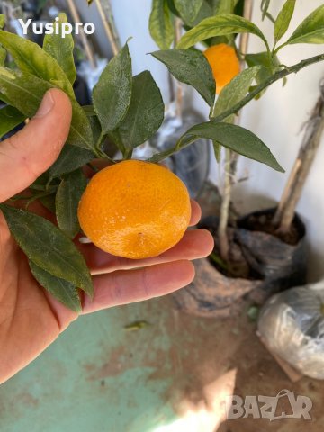Лимон Мандарина Портокал Помело Лайм Лаймкуат Кумкуат Мандаринкуат, снимка 14 - Градински цветя и растения - 34694760