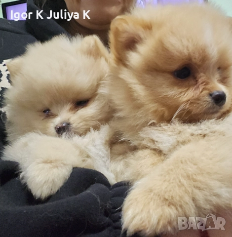 Уникални миниатюрни пухкави померани мини шпицове, снимка 3 - Померан - 49178159