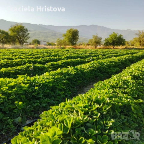 Продавам здрав разсад ягоди  целогодишни , снимка 11 - Сортови семена и луковици - 53945514