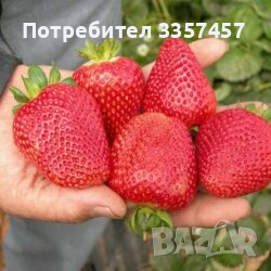 Prodavam korencheta celogodishni qgodi sort Monterei, снимка 5 - Разсади - 44673077