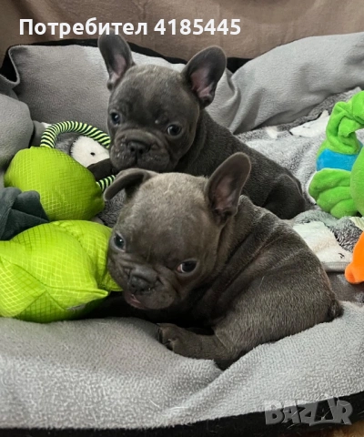 Френски булдог - МЪЖКИ, снимка 5 - Френски булдог - 53053018