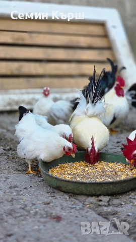 Шабо, снимка 7 - Кокошки и пуйки - 53461928