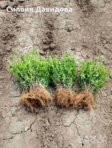 Лигуструм за жив плет на гол корен 