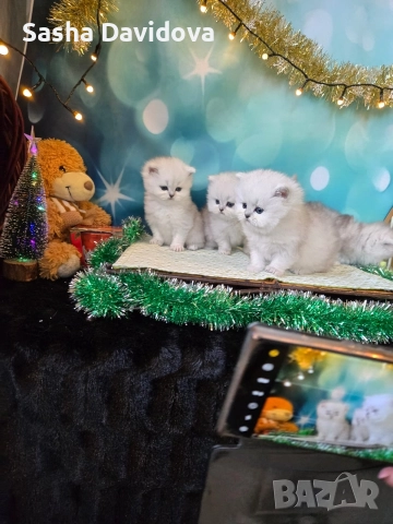 Британски дългокосмести котенца, снимка 3 - Други - 52730216