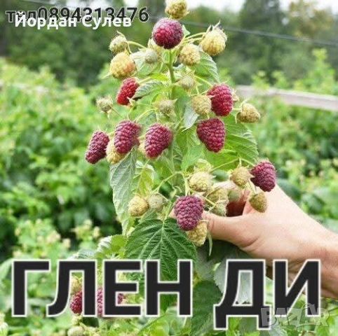 ‼️🌱Здравеите предлагам разсад Малини Със Висок Добив Много Сладки и Ароматни  Глен Ди Люлин и Полка, снимка 4 - Градински цветя и растения - 52412029