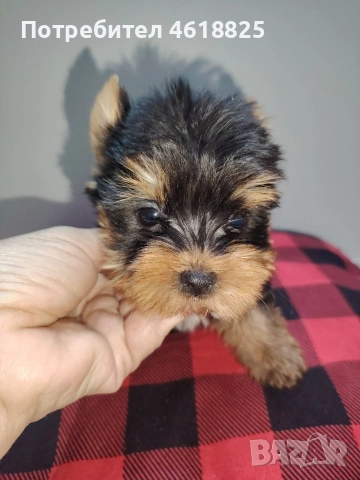Мини йоркширски териери , снимка 2 - Йоркширски териер - 54048007