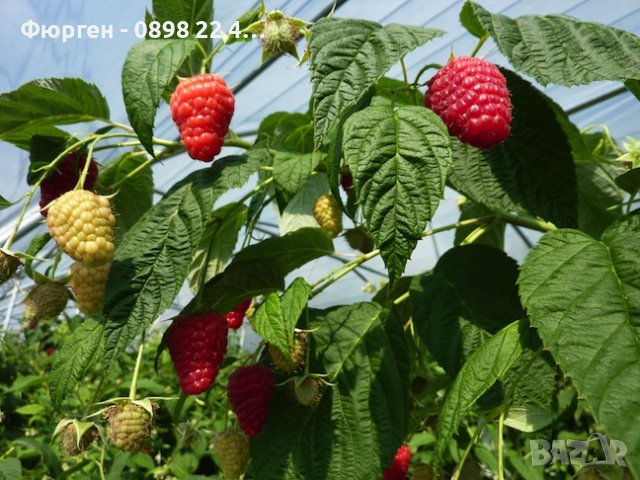 Налични 5 сорта малини , снимка 4 - Разсади - 39102962