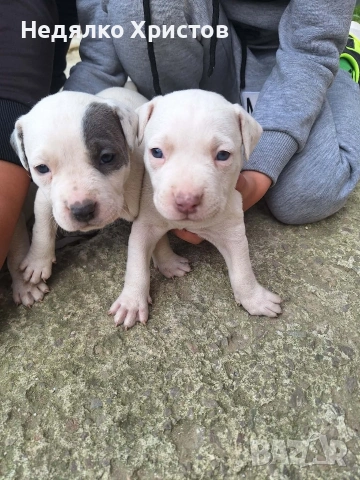 прдават се питбулчета ретнос