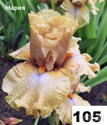 Сортови вискоки ириси /брадати ириси, снимка 13 - Сортови семена и луковици - 46410628