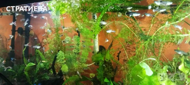 Гупи отглеждани в домашни условия., снимка 2 - Рибки - 50004944