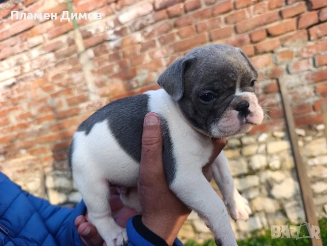 френски булдог синьо , снимка 5 - Френски булдог - 53878507