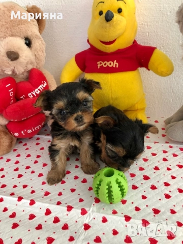 Йоркширски териер-Мини йорки, снимка 4 - Йоркширски териер - 52855047