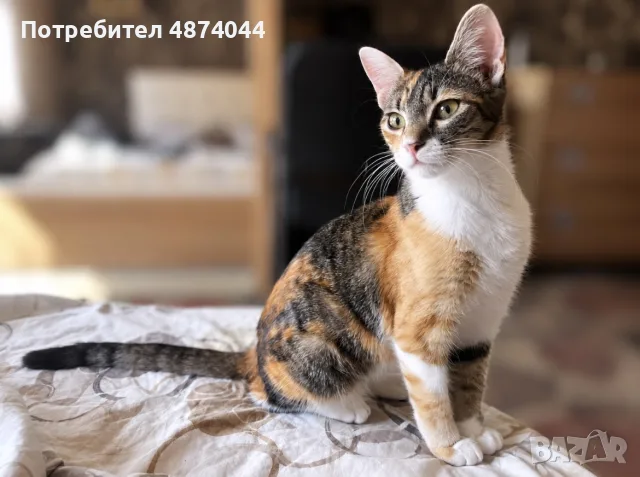 Подарявам котенце , снимка 4 - Други - 56336164