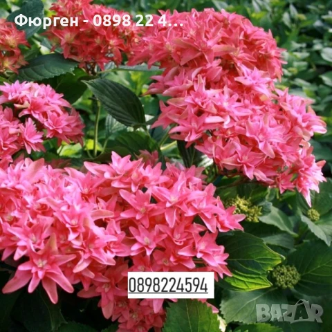 Хортензия Принцеса Даяна - Hydrangea princess Diana