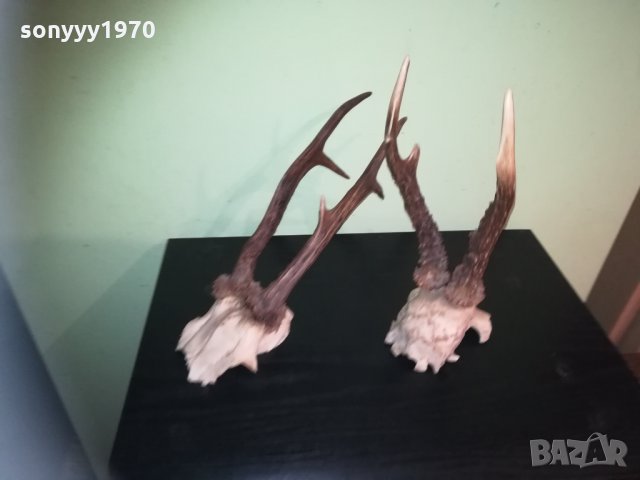 рога-2 чифта-внос швеция 2310201843, снимка 15 - Колекции - 30531821