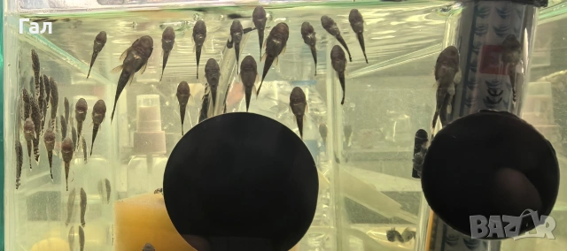 Сомчета Анцитрус 