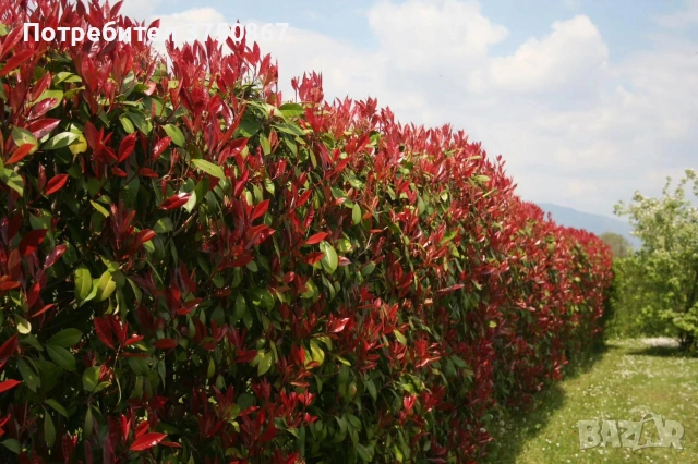 💞🌿❤️ Фотиния ‘Red Robin’ / Photinia × fraseri ‘Red Robin’, снимка 2 - Градински цветя и растения - 53882411