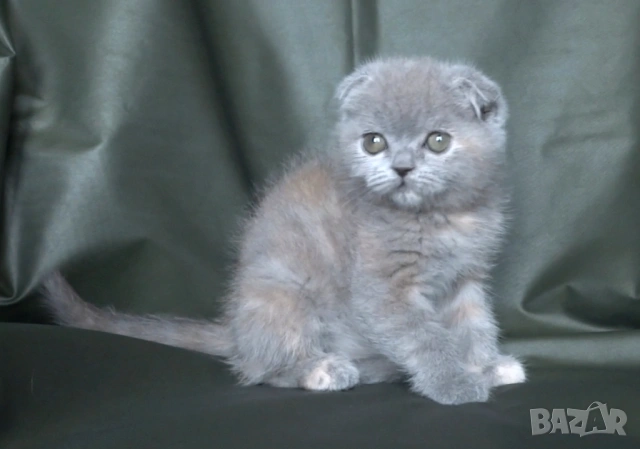 Клепоухо женско котенце, снимка 3 - Британска късокосместа - 53322558