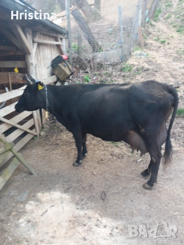 Продавам крава