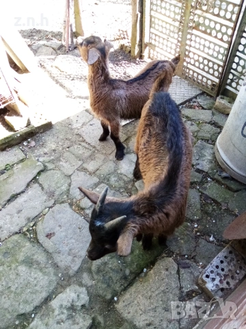 Продавам ярета, снимка 13 - Кози - 54335486