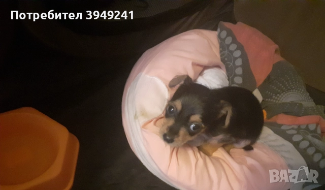 Топ ! Йорки(Чорки), снимка 4 - Други - 52854305