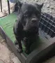 Кане Корсо Италиано, снимка 2