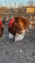 Продавам домашно гледани пуйки пуяци петли кокошки , снимка 8