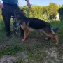 Женска немска овчарка, снимка 5