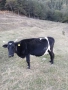 Крави , снимка 5