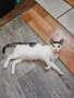 Братче и сестриче търсят любящ дом!, снимка 6