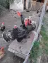 Мъжки Пуяци на 4 месеца, снимка 1