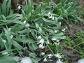 Кокиче (Galanthus), снимка 1