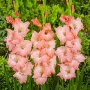 🌸 Луковици Гладиоли (Gladiolus), снимка 2