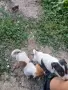 джак ръсел териер , снимка 2