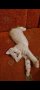 Търся си Ангорско коте кремаво момченце, снимка 1 - Ангорски - 44437526
