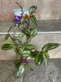 Продавам различни цветя, снимка 4