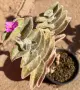 Сукулент Tradescantia sillamontana растение , снимка 2